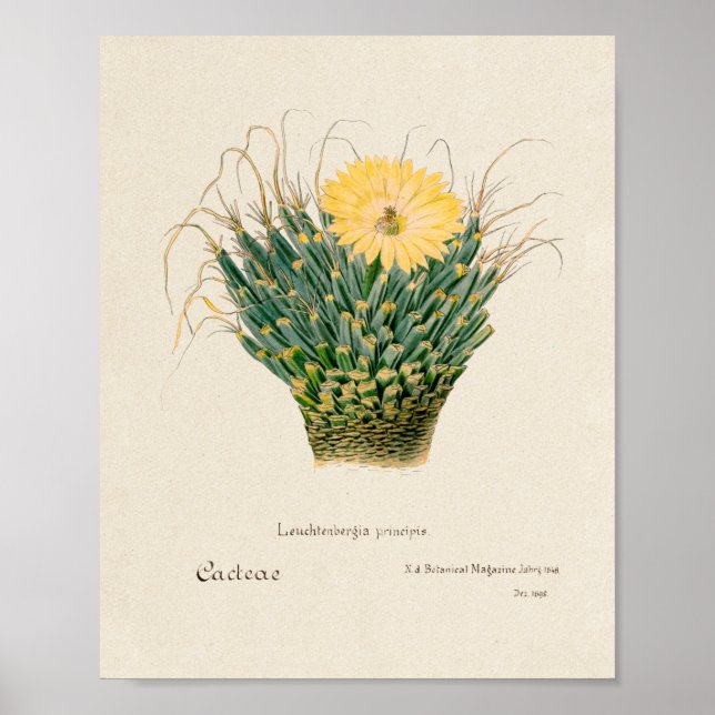Vintage Succulent Illustration Poster (Frente)