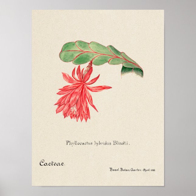 Vintage Succulent Illustration Poster (Frente)