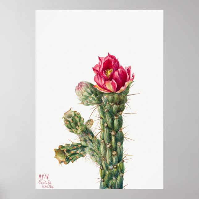 Vintage Succulent Illustration Poster (Frente)