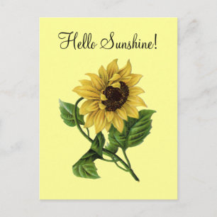 Vintage Sunflower Yellow - Cartão postal