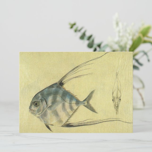 Vintage Threadfin Trevally, Peixe Pompano Africano (Em pé/Frente)