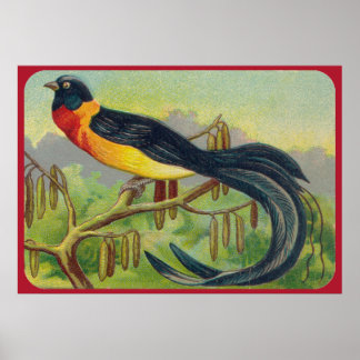 Vintage Tropical Bird Impressão