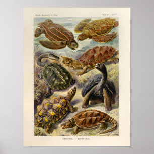 Vintage Turtles Color Ernst Haeckel Art Impressão