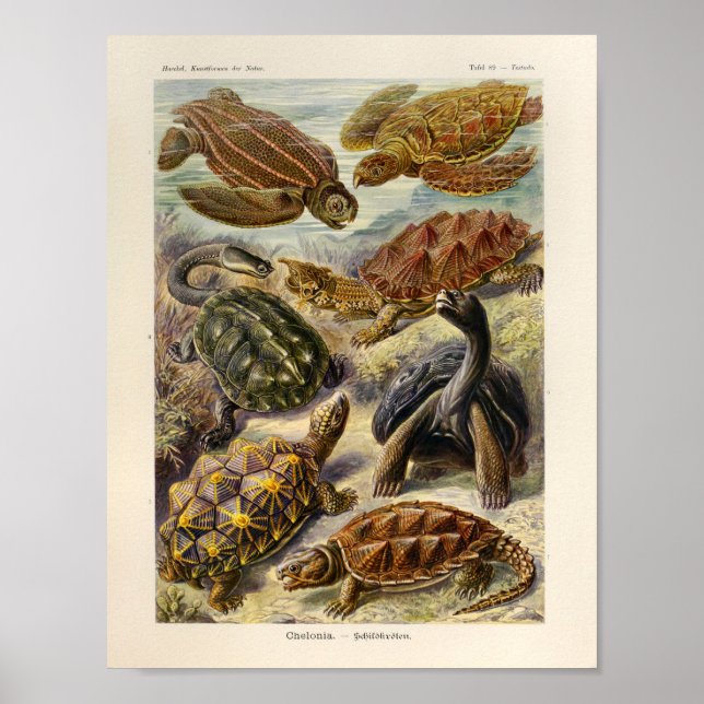 Vintage Turtles Color Ernst Haeckel Art Impressão (Frente)