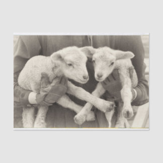 Vintage Twin Lambs Papel Tecido