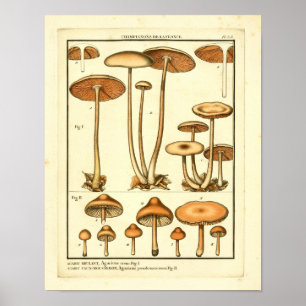 Vintage Varieties of Mushrooms Impressão de Arte 