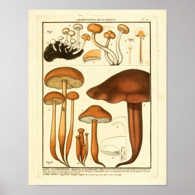 Vintage Variety of Brown Mushroom French Impressão (Frente)