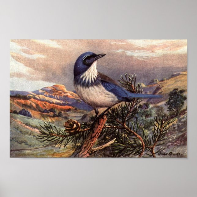 Vintage Western Scrub-Jay Art Poster (Frente)