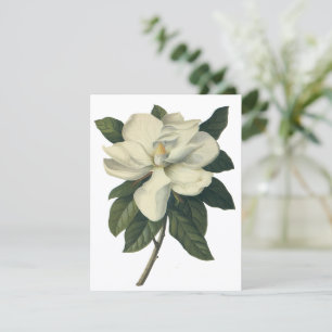 Vintage White Magnolia Blossom Flores Convite