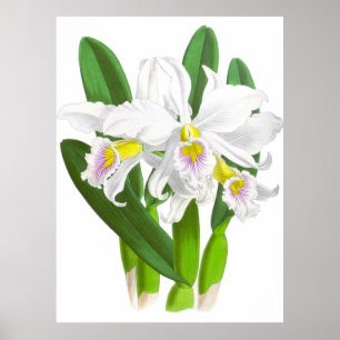 Vintage White Orchid Flower_GA - Poster