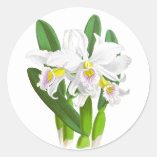 Vintage White Orchid Flower_GC - Adesivo