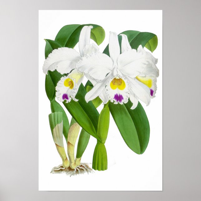 Vintage White Orchid Flower - Poster (Frente)