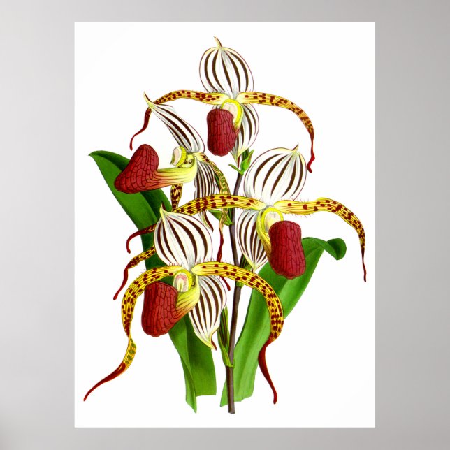 Vintage White Red Orchid Flower - Poster (Frente)