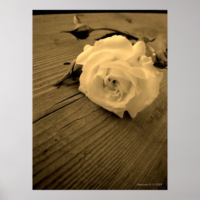 Vintage White Rose Poster (Frente)