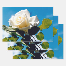 Vintage White Rose Sky