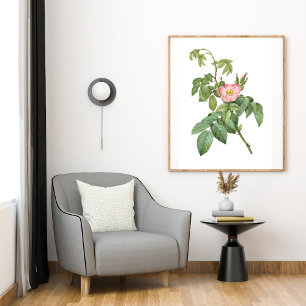 Vintage Wild Rosa Botanical Art Printable Poster