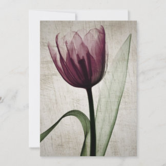 Vintage X-Ray Tulip