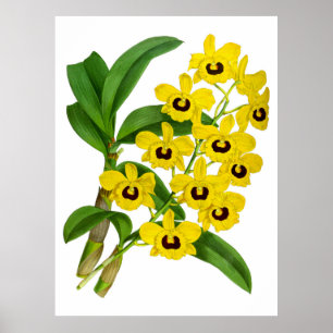Vintage Yellow Orchid Flower - Poster