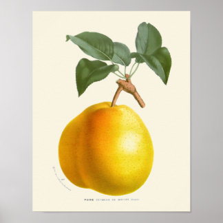 Vintage Yellow Pear Botanic Impressão