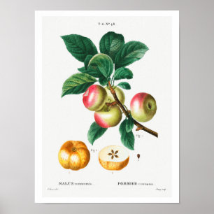 VINTAGEM DE MAÇÃS BOTÂNICAS REDOUTÉ POSTER