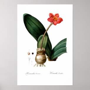 VINTAGEM SANGUE BOTÂNICO LILY POSTER
