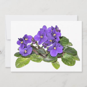 Violeta africana