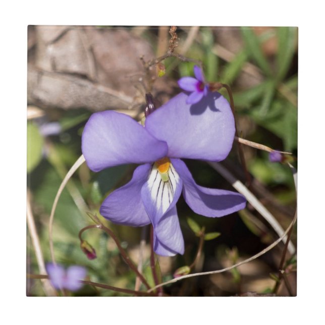 Violeta Pata de Pássaro c/ Azulejos (Frente)