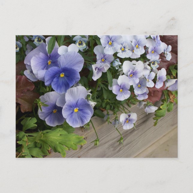 Violeta Rústica Pensée Floral Cartão Postal Pensée (Frente)