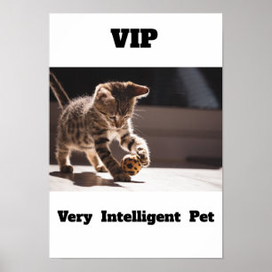 VIP - Poster de gatos Adoráveis Pet Muito Intelige