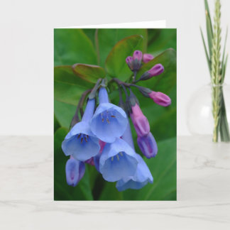 Virginia Bluebells, Cartão
