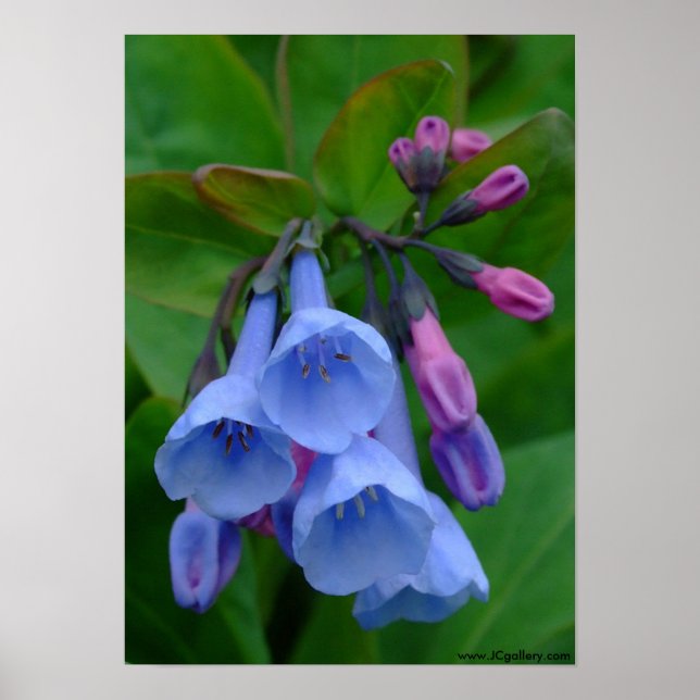 Virginia Bluebells, Poster (Frente)
