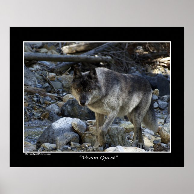 "Vision Quest" Cinza Wolf Wildlife Photo Poster (Frente)