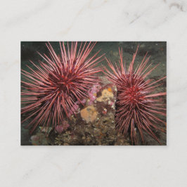 Visita Par de Urchins Gigantes do Mar Vermelho - Cartão d