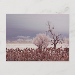 Vista Congelada de Antelope Island - Utah - Cartão