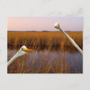 "Vista de Olhos de Aves" - cartão postal