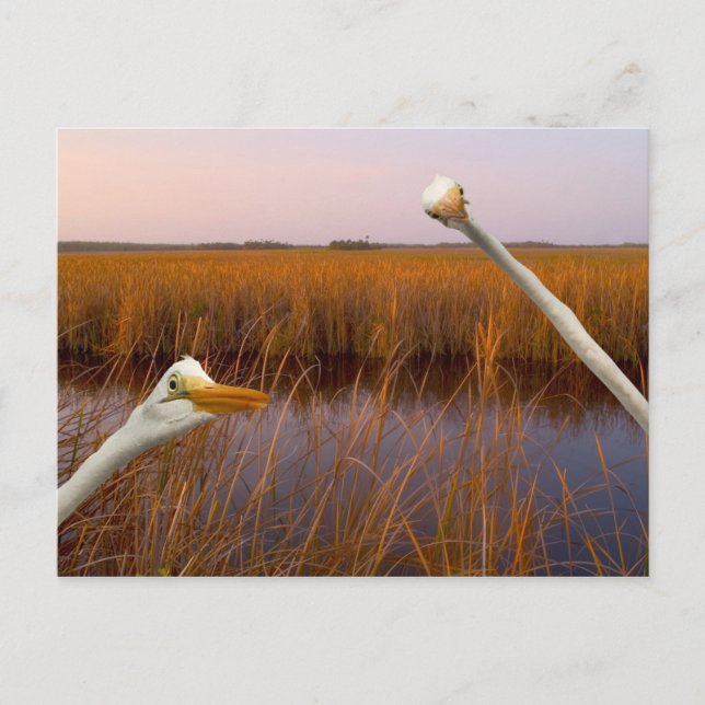 "Vista de Olhos de Aves" - cartão postal (Frente)