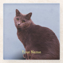 Vista do gato azul do russo