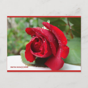 Vista em uma Rosa vermelha   Cartão postal Blue B
