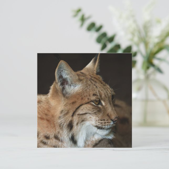 Vista Intensa: Fechamento de um Lynx (Em pé/Frente)
