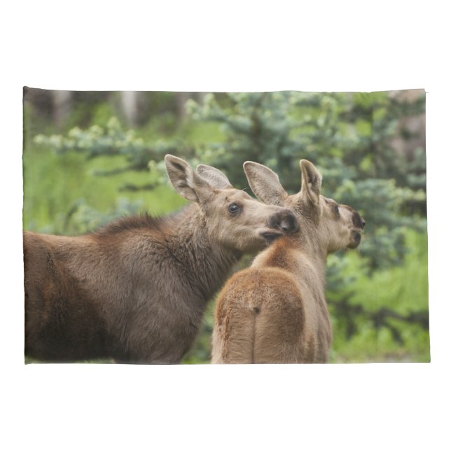 Vitelos De Moose Vinculados (Parte Traseira - Direita)