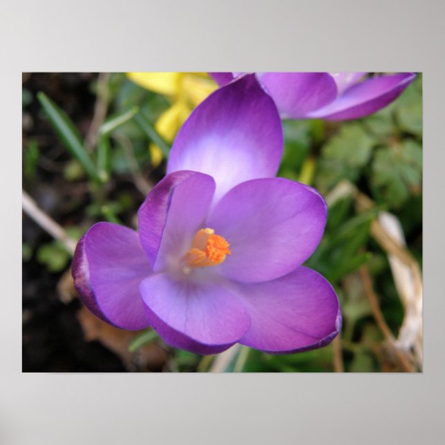 Vivid Crocus Impressão (Frente)