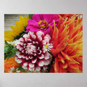 Vivid Dahlias e Zinnias Poster Art Impressão