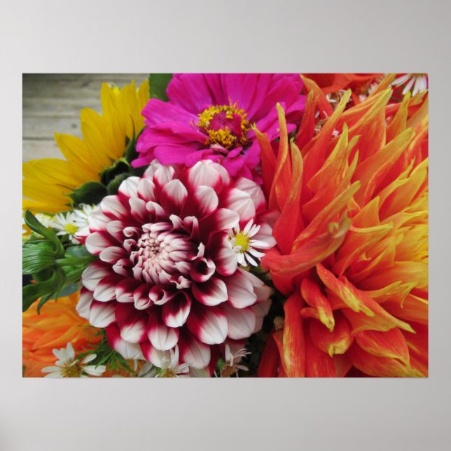 Vivid Dahlias e Zinnias Poster Art Impressão (Frente)