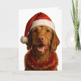 Vizsla de pelo duro com um cartão de Natal com cha