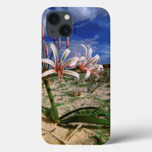 Vlei Lily (Nerine Laticoma) Em Flor