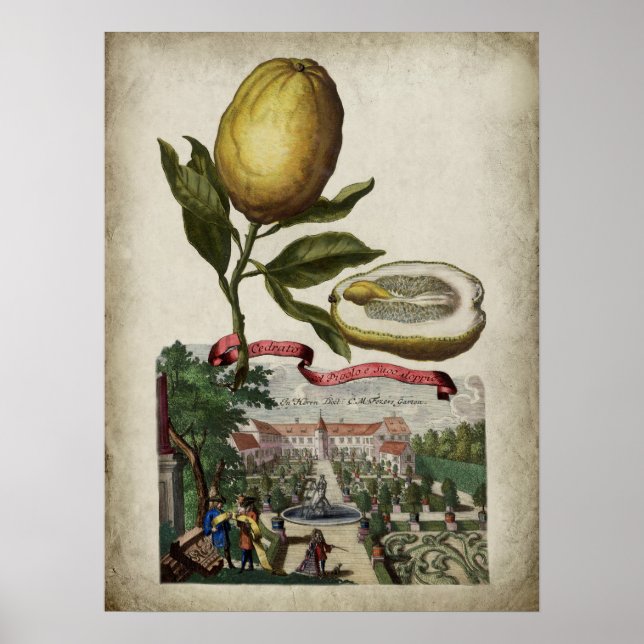 Volkamer Citrus Lemon Landscape Italiana Poster (Frente)