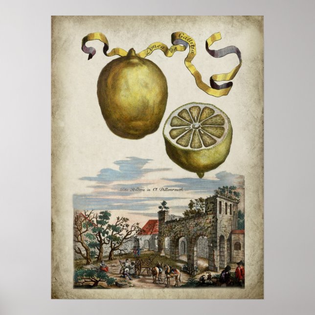 Volkamer Citrus Lemon Landscape Italiana Poster (Frente)