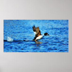 Voo comum Goldeneye - poster 18x36
