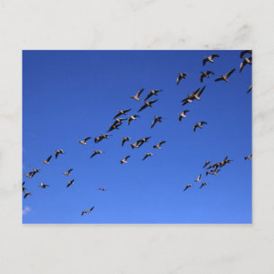 Voo dos Gansos Selvagens - Cartão postal