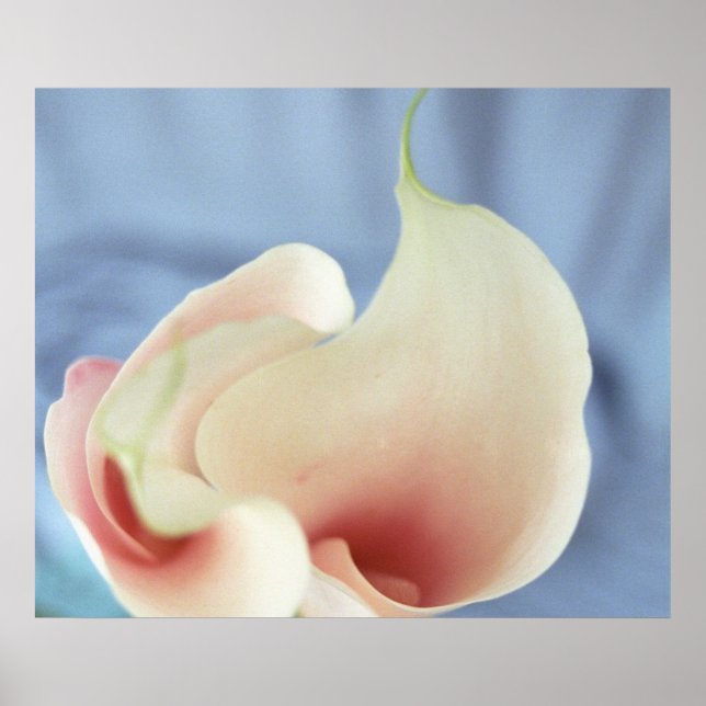 Vórtex White Calla Lily Art Poster (Frente)